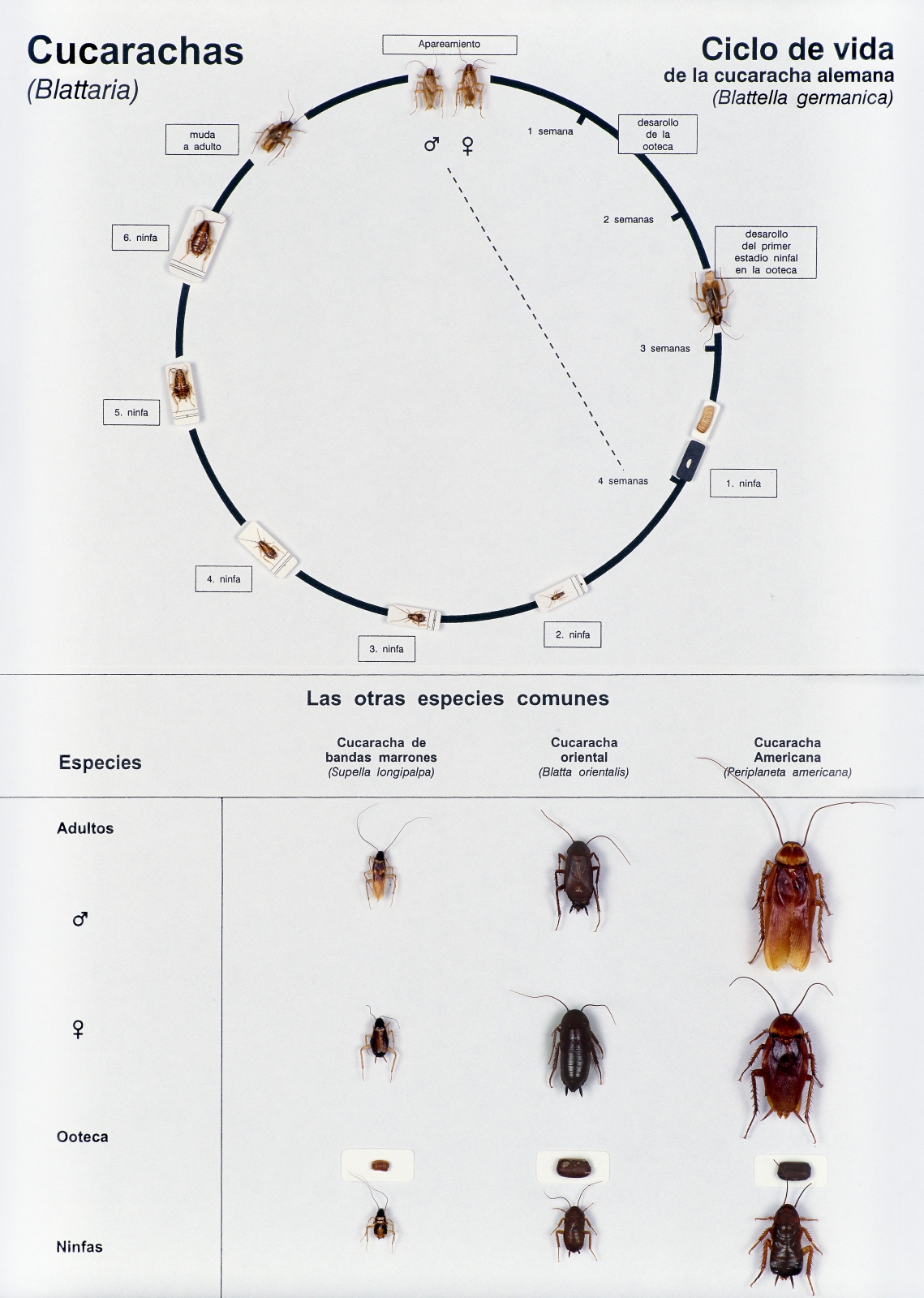 El ciclo de vida de la cucaracha americana